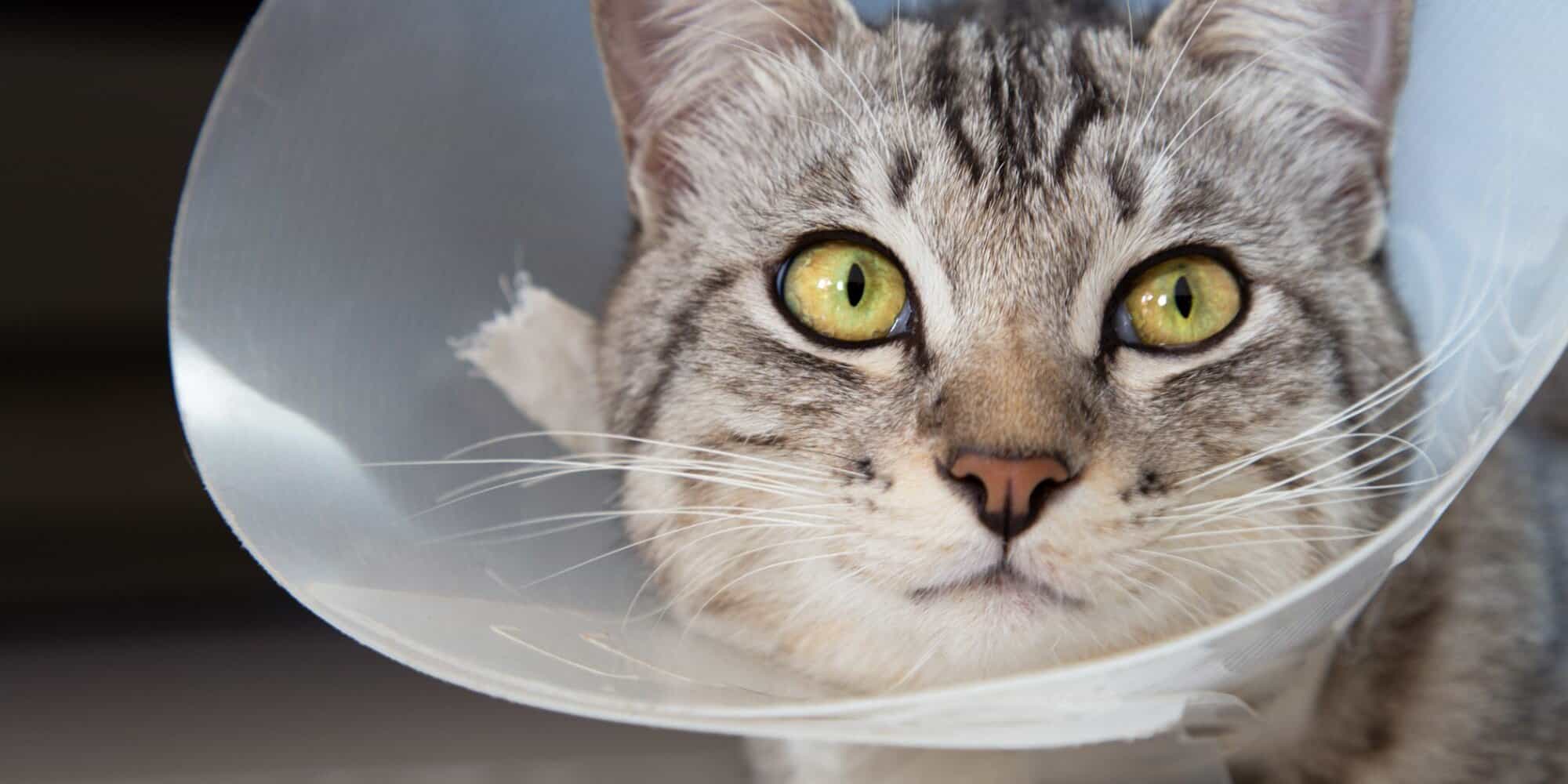 Cat Spaying Aftercare: What to Do After the Surgery