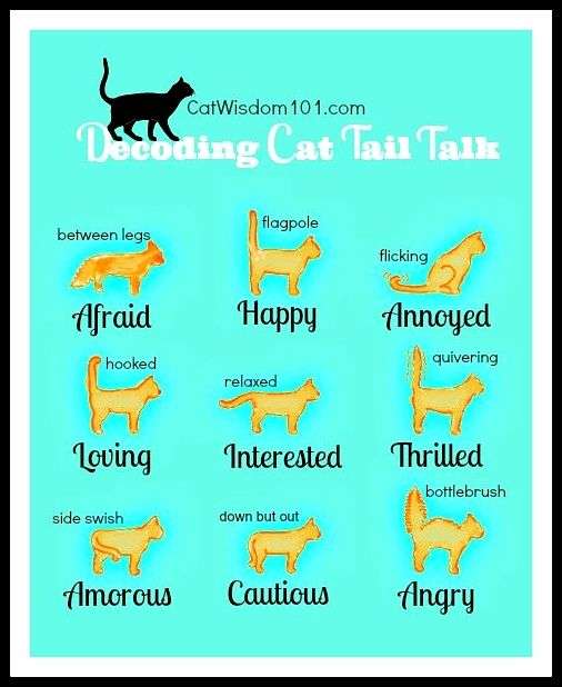 Cat Tail Language : What is your cat tailing you ...