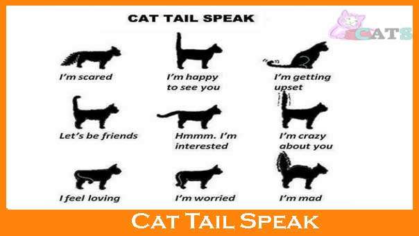 Cat Tail Meanings and its Different Movements and Positions