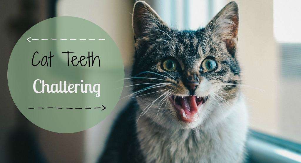 Cat Teeth Chattering: What Does It Mean?