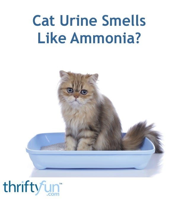Cat Urine Smells Like Ammonia?