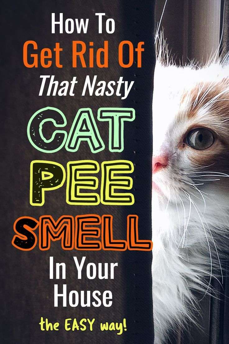 Cat Urine Stink? How To Get Rid Of Cat Pee Smell