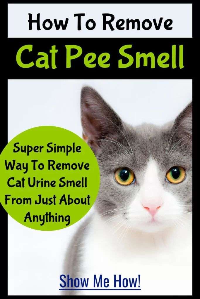 Cat Urine Stink? How To Get Rid Of Cat Pee Smell ...