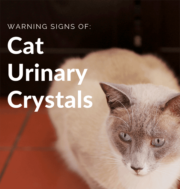 Cat Uti Crystals In Urine