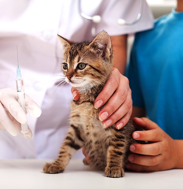 Cat Vaccinations: 8 Things to Consider