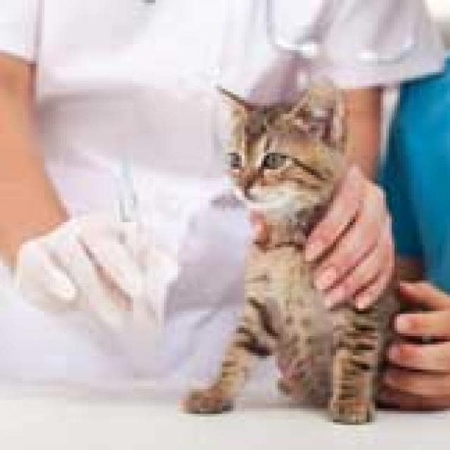 Cat Vaccinations, Core and Non