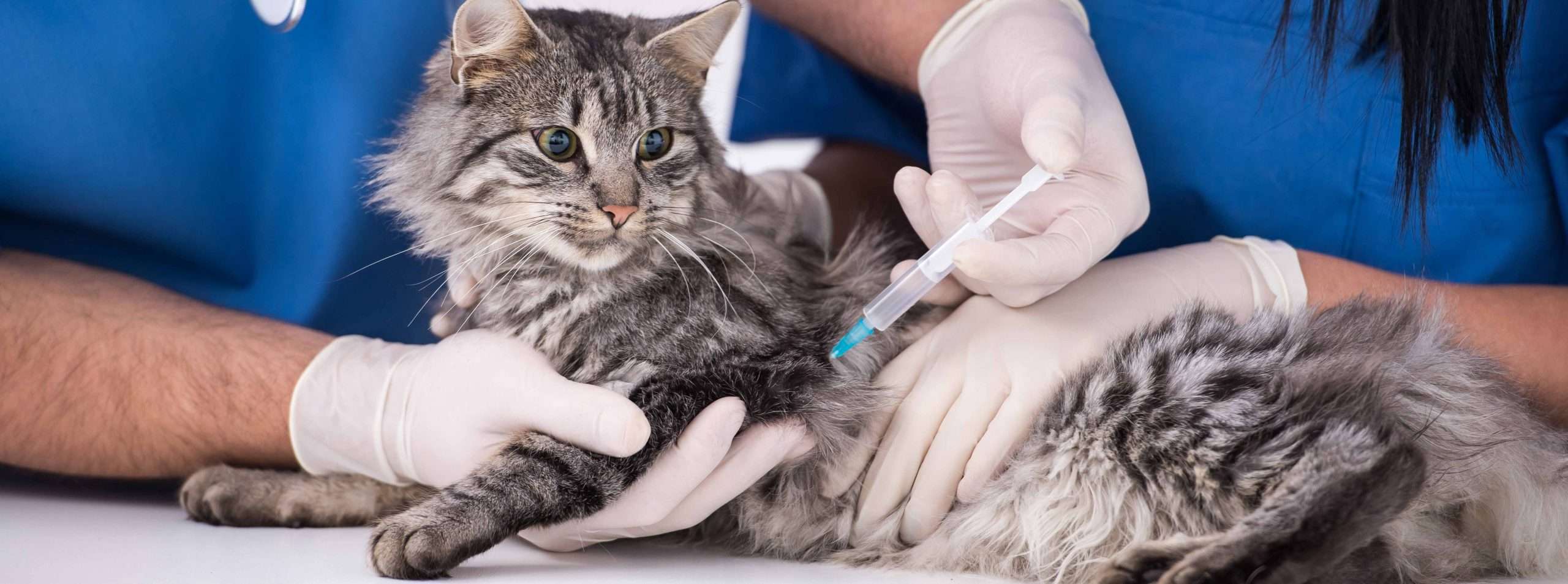 Cat Vaccinations