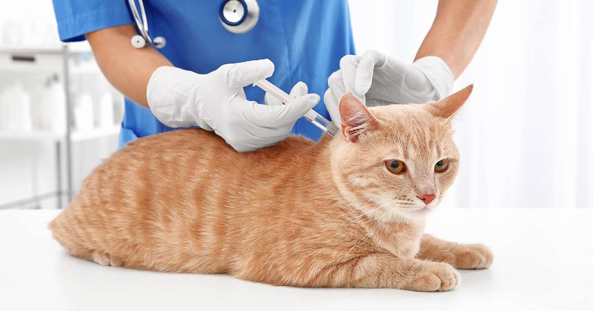 Cat vaccines