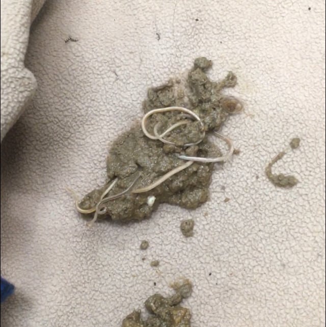 Cat Vomited Roundworms and Tapeworm