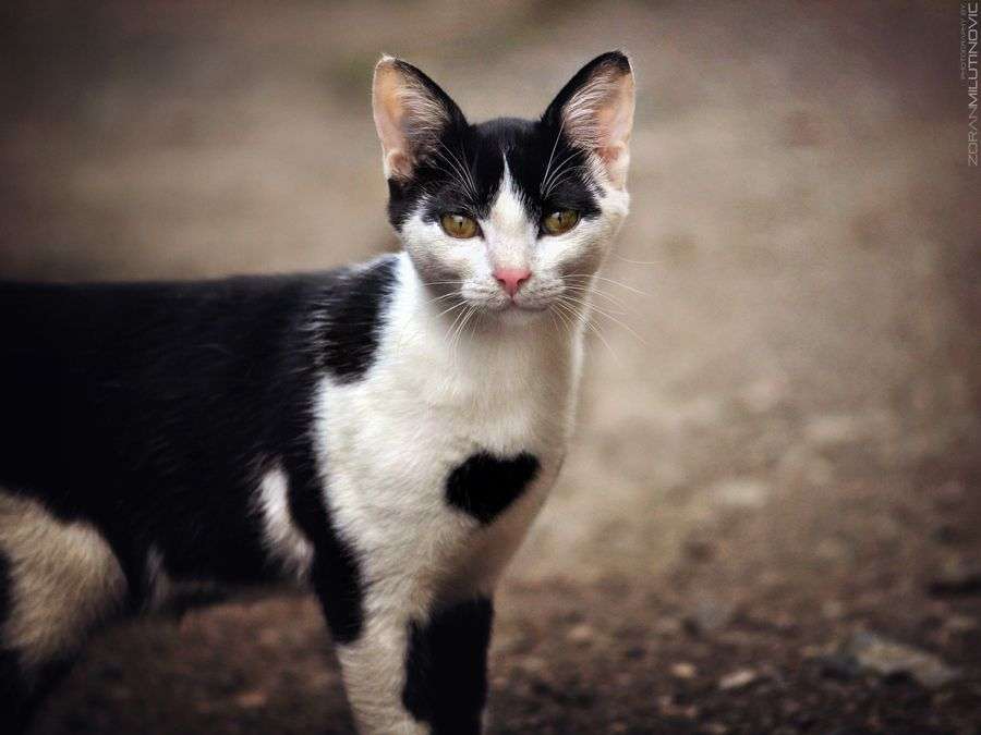 Cat with a Big Heart by Zoran Milutinovic