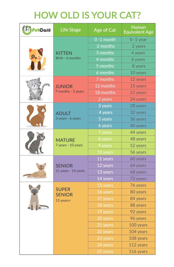 Cat Years Chart to human years infographic