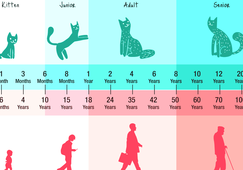 Cat Years