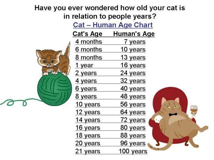 Cat years vs. Human years
