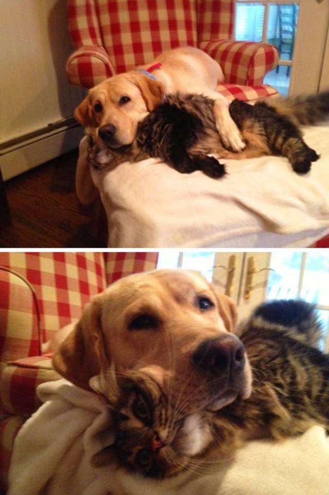Cats And Dogs Together Are An Explosive Mix (20 pics ...