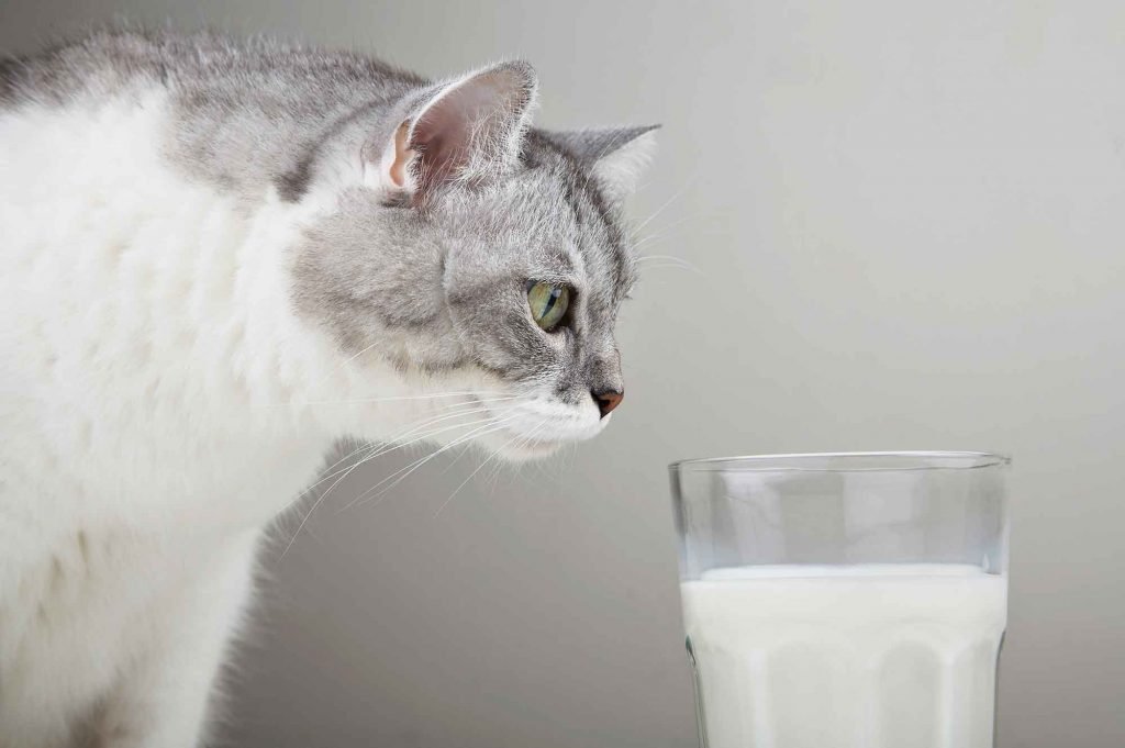 Cats and Milk: A Natural Match or Not a Good Idea?
