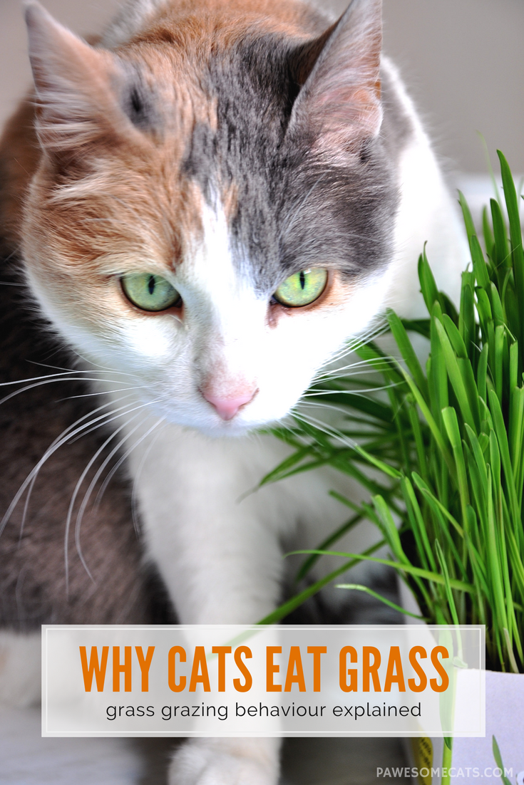Cats are carnivores, so why do they eat grass? We discuss ...