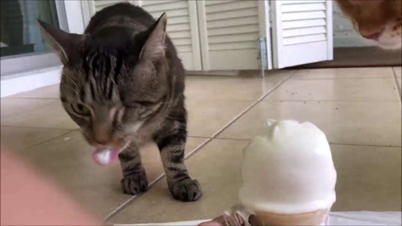 Cats Eat Ice Cream Cone