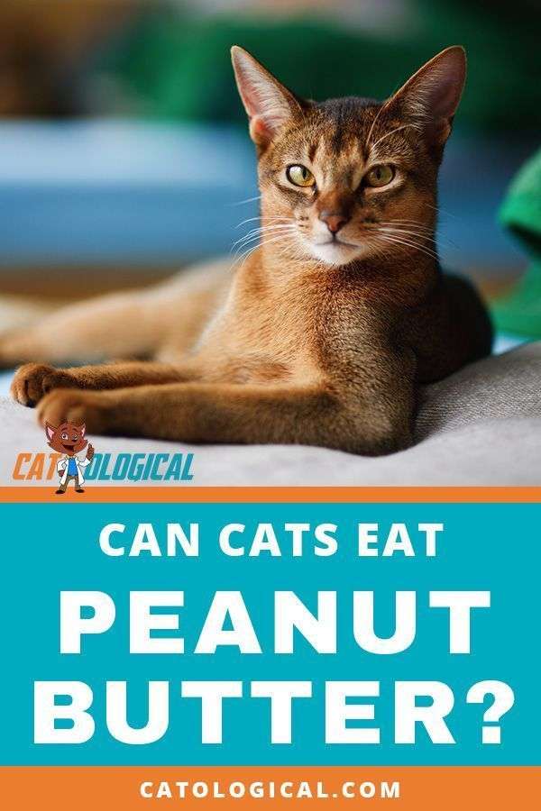 Cats eat mice, birds, tuna and so many other things, so ...