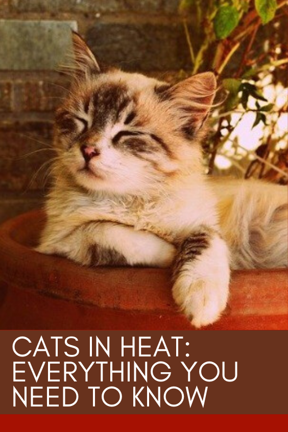 Cats in Heat: Everything You Need to Know.