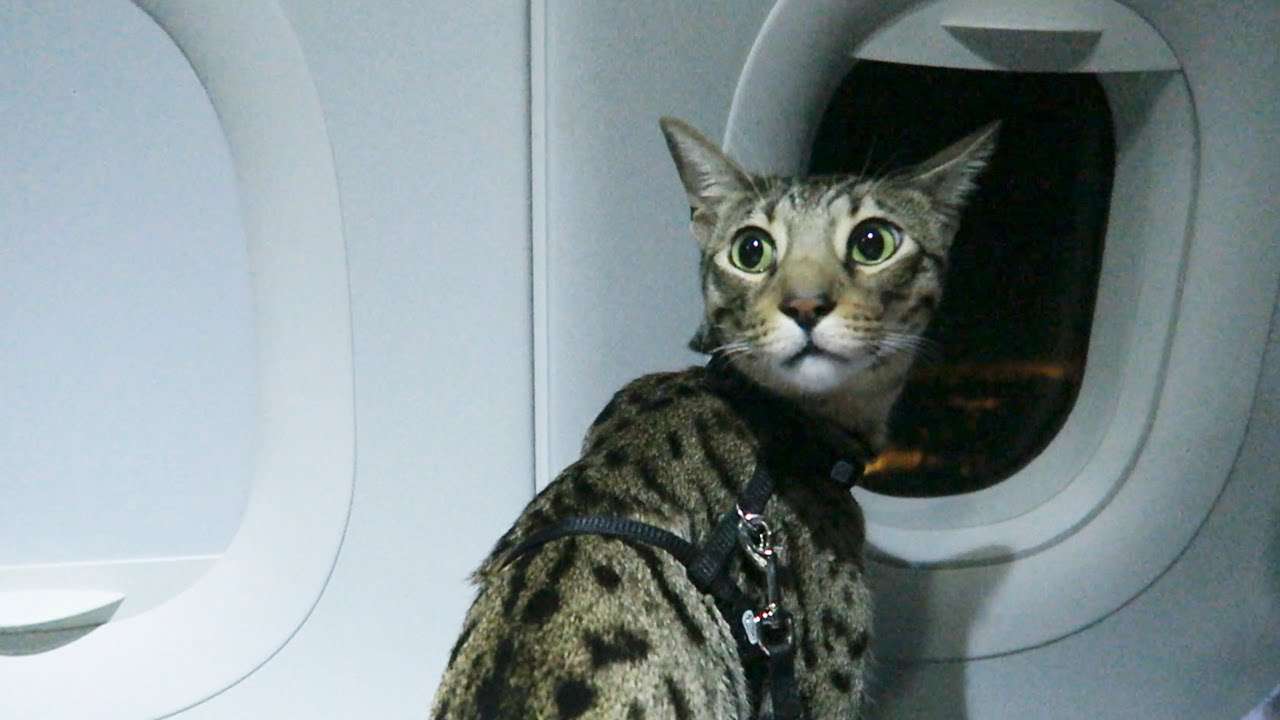CATS ON A PLANE