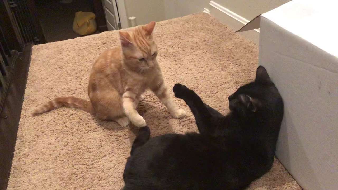 Cats Play Fighting