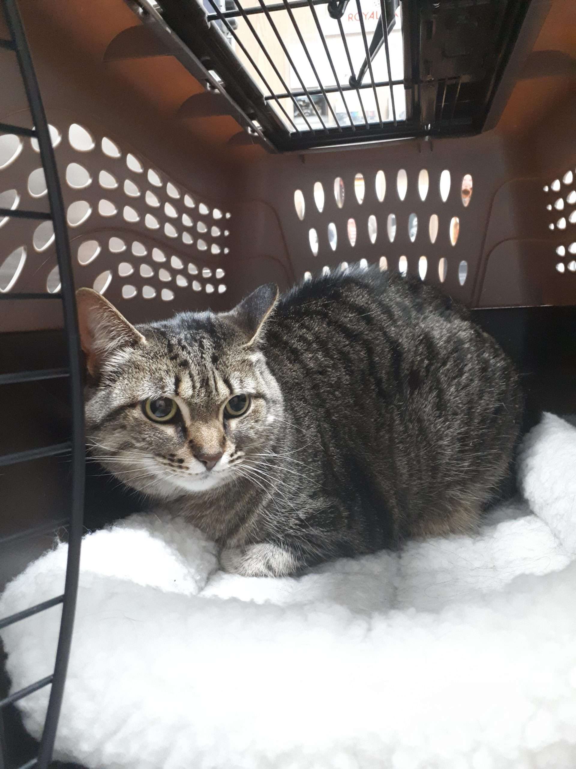 Cersei at the vet getting her annual shots. Being such a ...