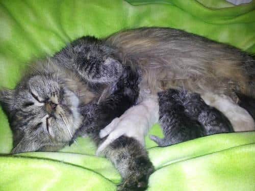 CFA Champion Sired Persian Kittens for Sale in Fredericksburg, Virginia ...