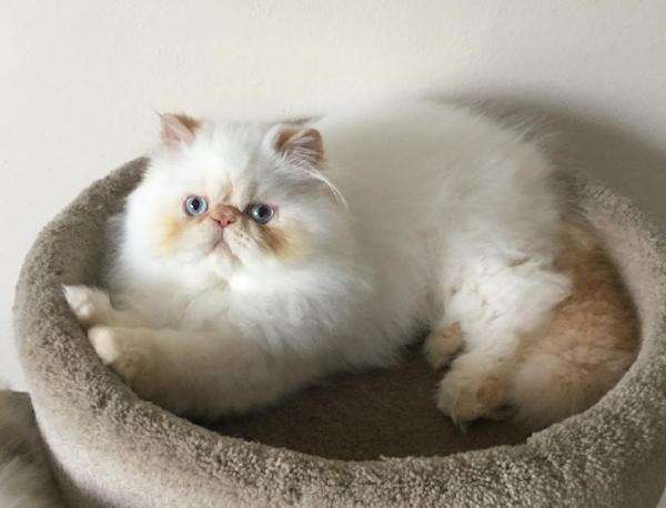 CFA Registered Himalayan Kittens for Sale in York Springs, Pennsylvania ...