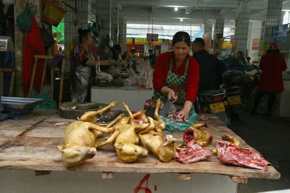 Chinese dog and cat meat eating festival