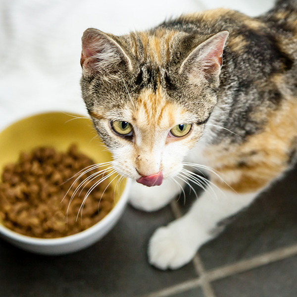 Choosing Cat Food for Even the Most Finicky Cats