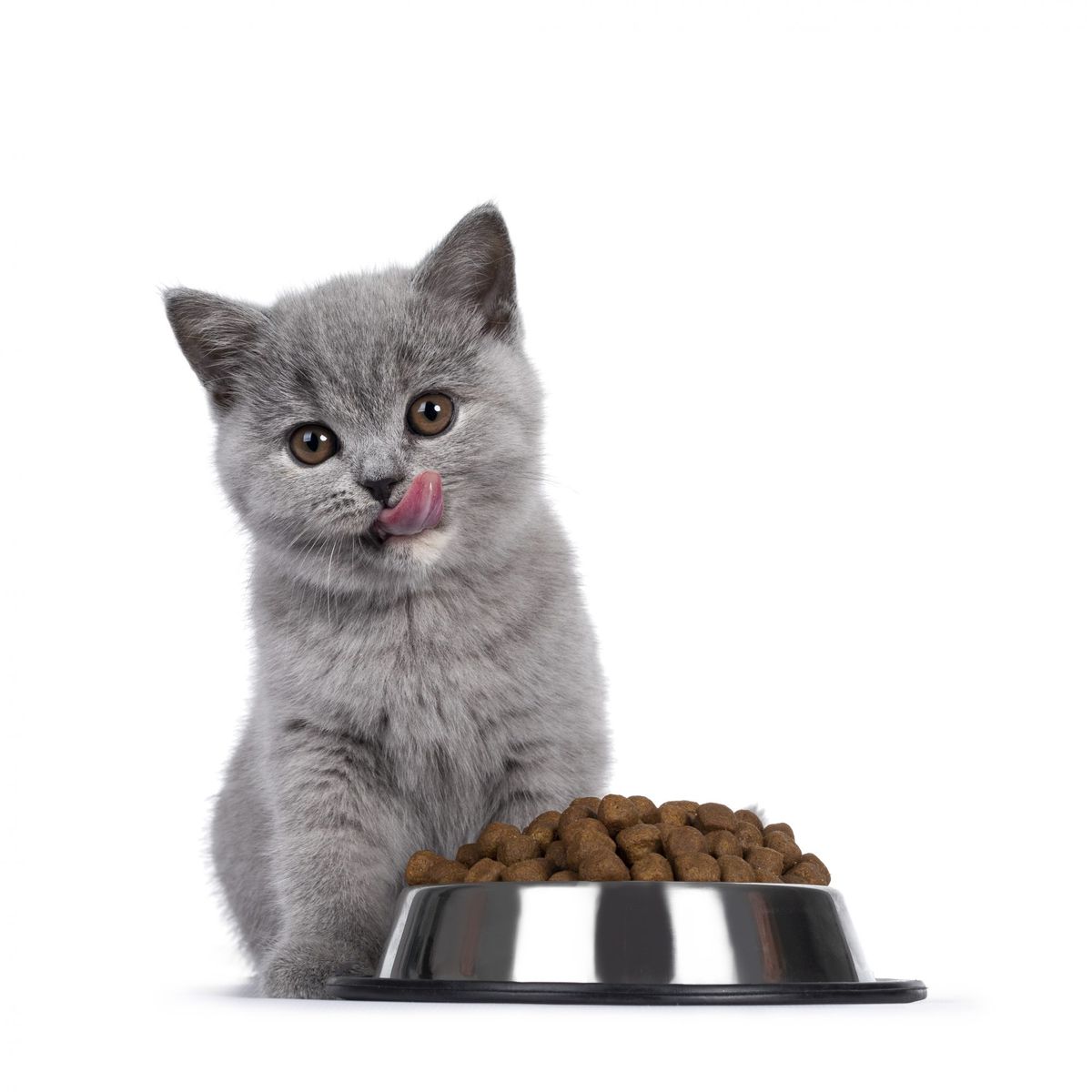 Choosing the Best Food for Your Kitten