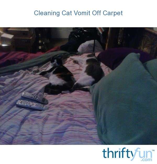 Cleaning Cat Vomit Off Carpet?