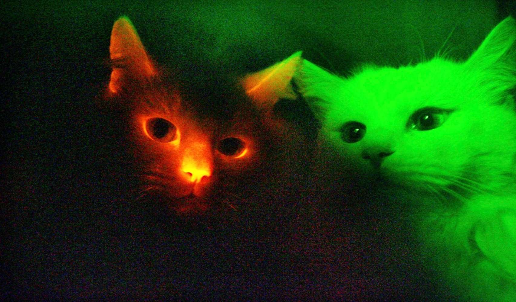 Color My World: Cats and Dogs May See in Ultraviolet