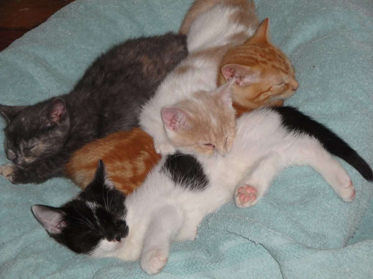 where-can-i-get-free-kittens-lovecatstalk