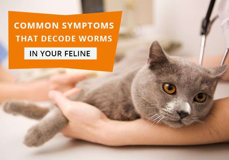 Common #Symptoms That Decode #Worms In Your #Feline : 7 Signs Of Feline ...