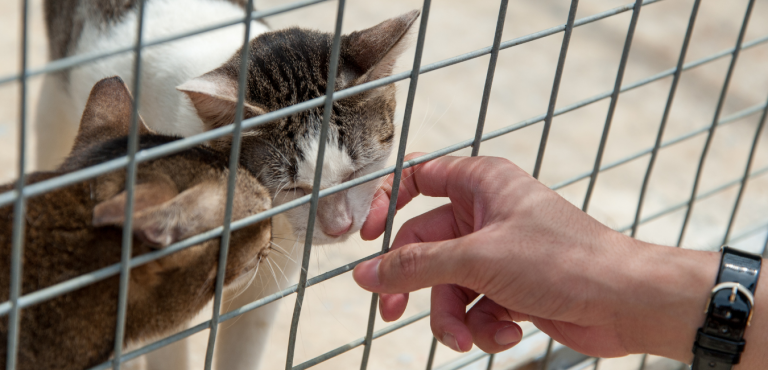 Community Cats Need Compassion, Not Euthanasia
