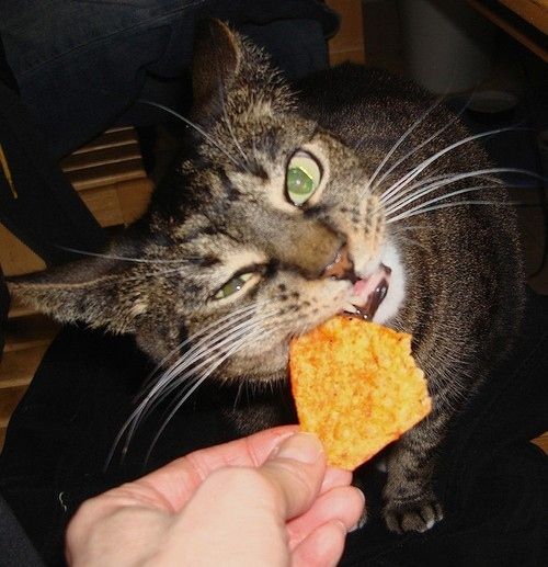 Community Post: 20 Cats Eating Human Food
