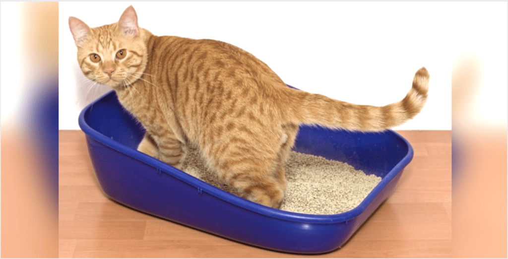 Constipation In Cats: Treatment