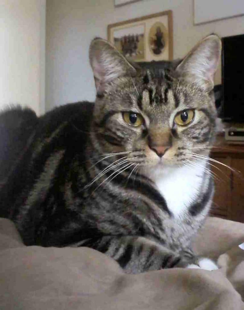 Cute Tabby Cat For Urgent Adoption in San Jose