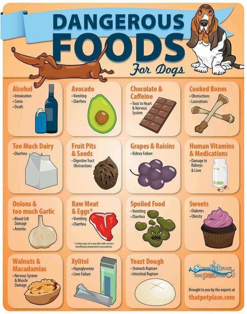 Dangerous Food for Dogs