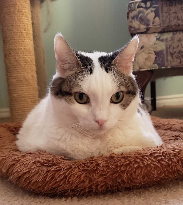 Daphne. Sweet, Female Cat Has Found Her Loving New Home