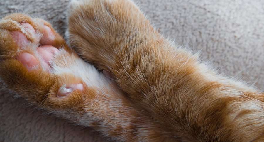 Declawing Cats Officially Banned at VCA Canada Hospitals