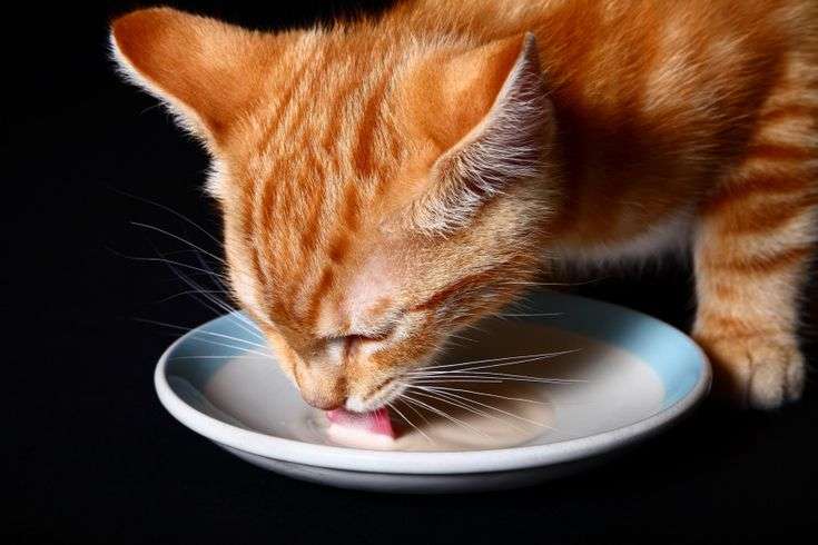 Despite the myth that all cats love milk, most felines are lactose ...