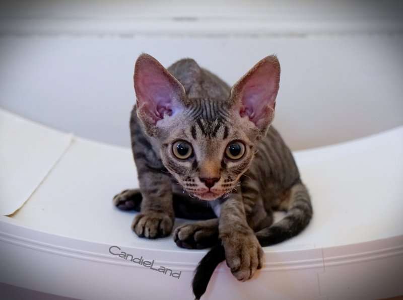 Devon Rex Kitten for Sale in Gainesville, Florida