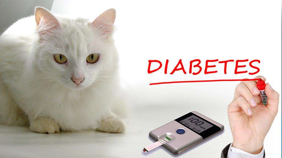 Diabetes In Cats