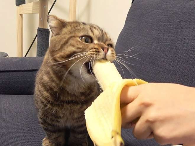 Did You Know That Cats Eat Bananas?