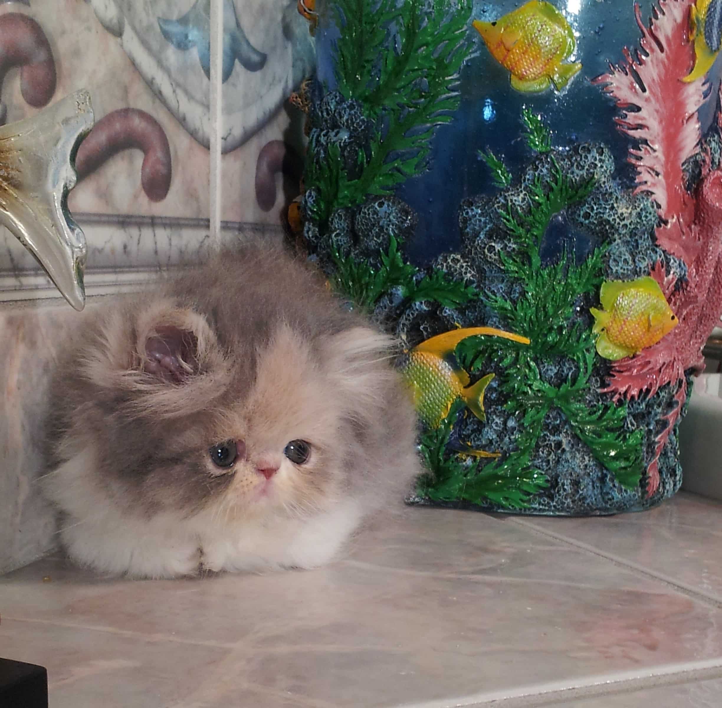 Dilute Calico Persian Female kitten âSOLDâ?