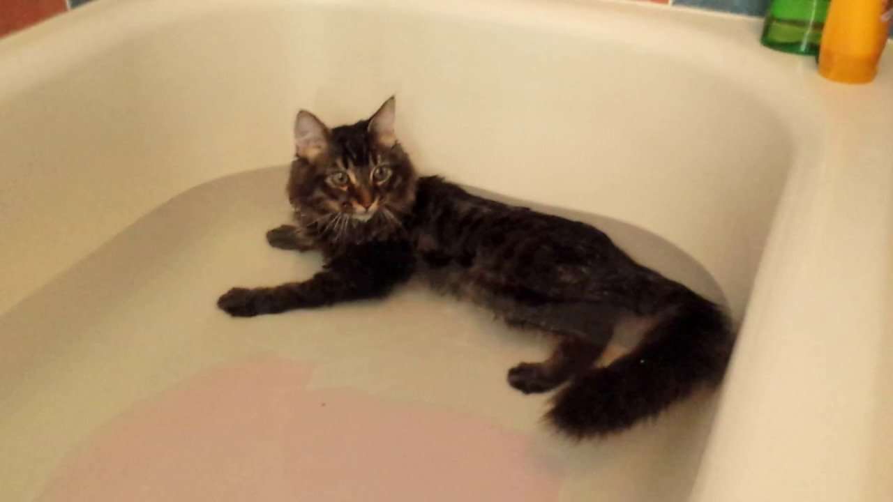 Do All Maine Coon Cats Like Water?