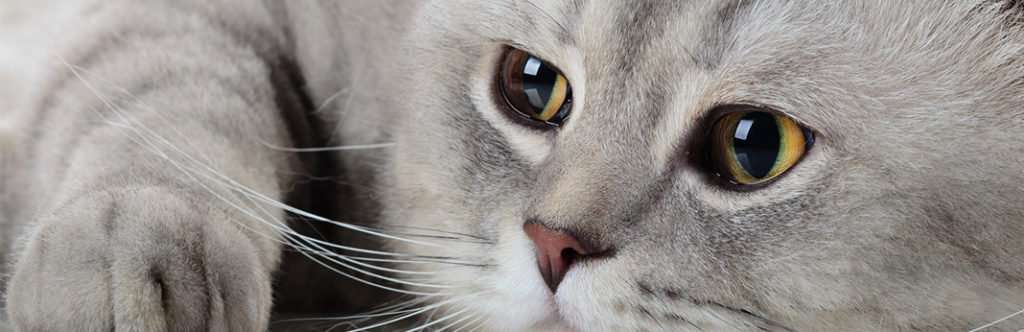 Do Cats Cry? What You Need to Know