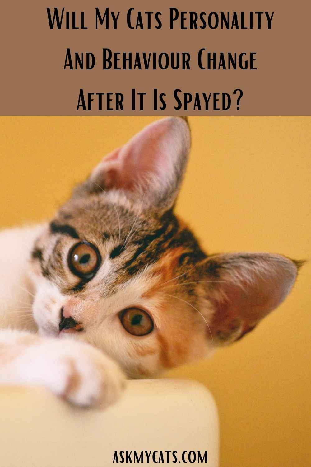 Do Cats Get Nicer After Being Spayed? Has Spay Affected My ...